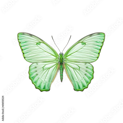 Pale green awl butterfly -  Hasora chromus. Transparent PNG. Generative AI © Razvan