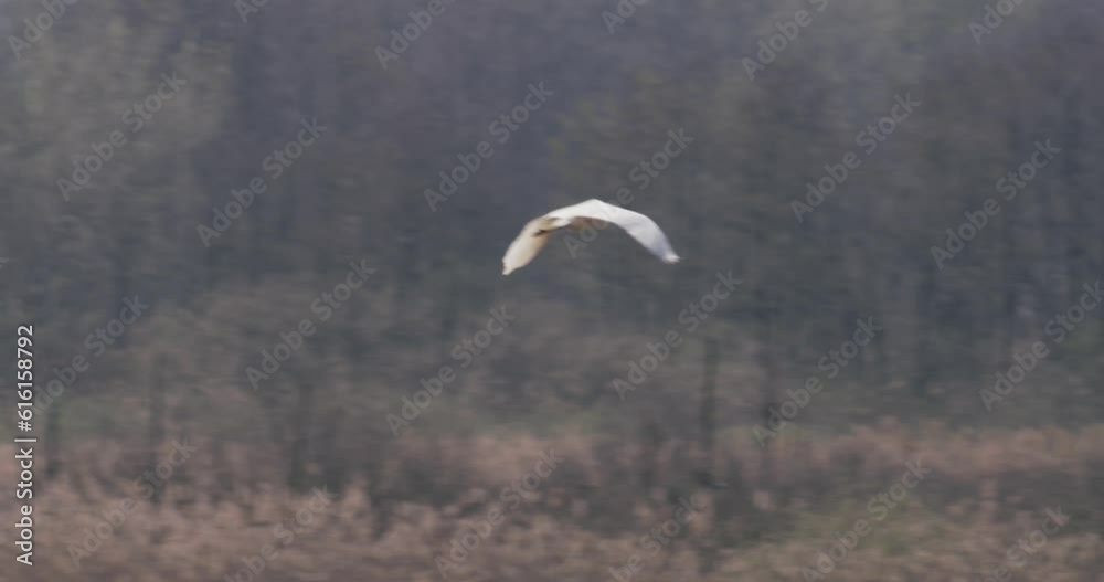 Great Egret. Bird In Flight In Slow Motion. Birds Flying. Ardea Alba Great Egret. Bird In Flight In Slow Motion. Birds Flying. Ardea Alba