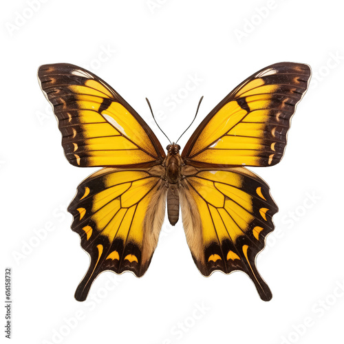 Southern dogface butterfly -  Zerene cesonia. Transparent PNG. Generative AI © Razvan
