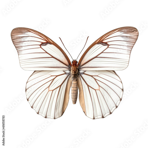 Wood white butterfly - Leptidea sinapis. Transparent PNG. Generative AI