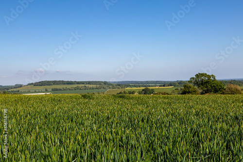 Green crops growing on farmland in Sussex with a blue sky overhead