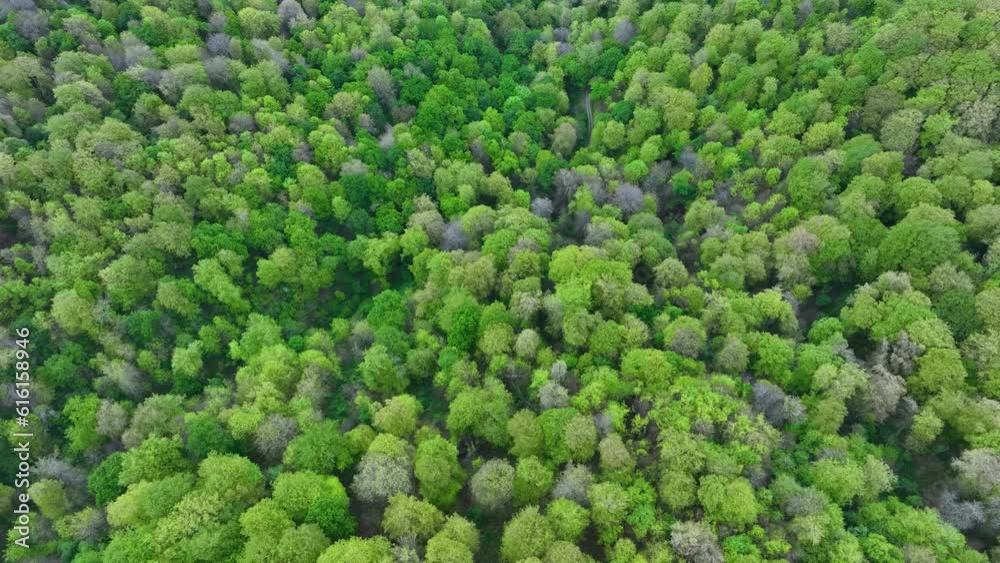Beech forest in spring in El Rasillo. Aerial view from a drone. Municipality of Villafufre. Town of Rasillo. Cantabria. Spain. Europe Beech forest in spring in El Rasillo. Aerial view from a drone. Municipality of Villafufre. Town of Rasillo. Cantabria. Spain. Europe