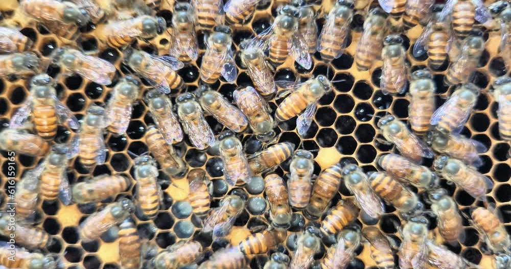 Apis cerana indica Bees. A honey bee colony, a honeycomb close up, beehive, beekeeping concept Apis cerana indica Bees. A honey bee colony, a honeycomb close up, beehive, beekeeping concept