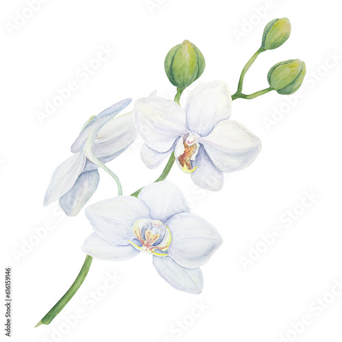 White orchid flower. Delicate realistic botanical watercolor hand drawn illustration. Clipart for wedding invitations  decor  textiles  gifts  packaging and floristry.