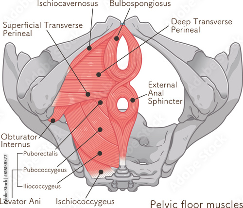 骨盤底筋群、pelvic floor muscles