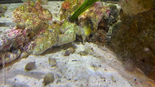 Three big-bellied sea horses in a large aquarium anchored by their tails. photo