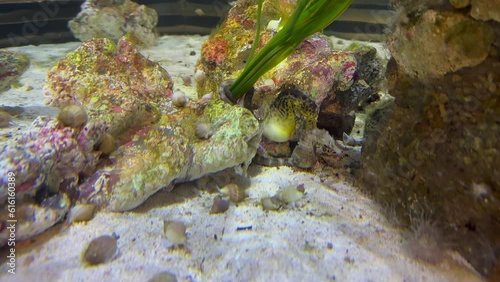 Three big-bellied sea horses in a large aquarium anchored by their tails. photo