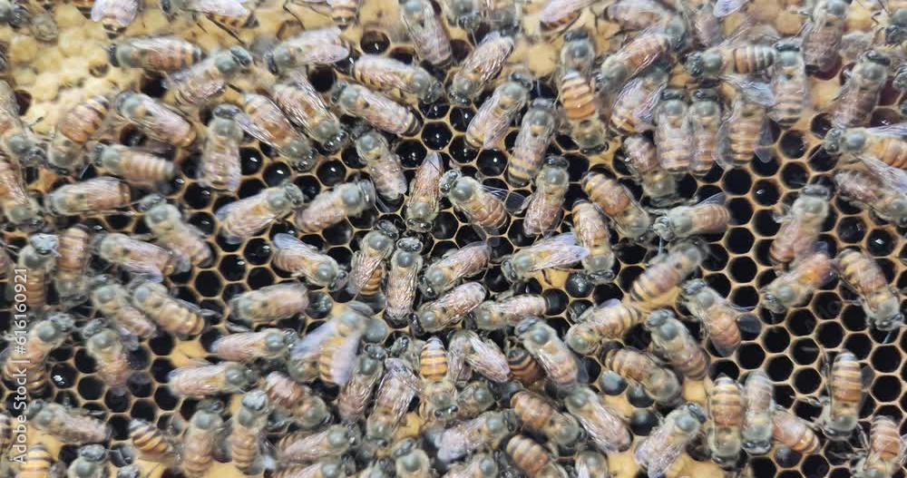 Apis cerana indica Bees. A honey bee colony, a honeycomb close up, beehive, beekeeping concept Apis cerana indica Bees. A honey bee colony, a honeycomb close up, beehive, beekeeping concept