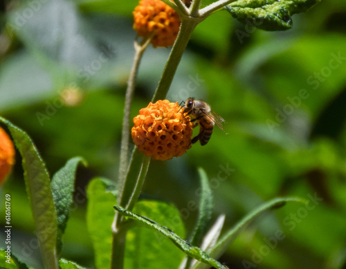 Closeup of a bee pollinating orange ball tree flowers (Buddleja globosa)