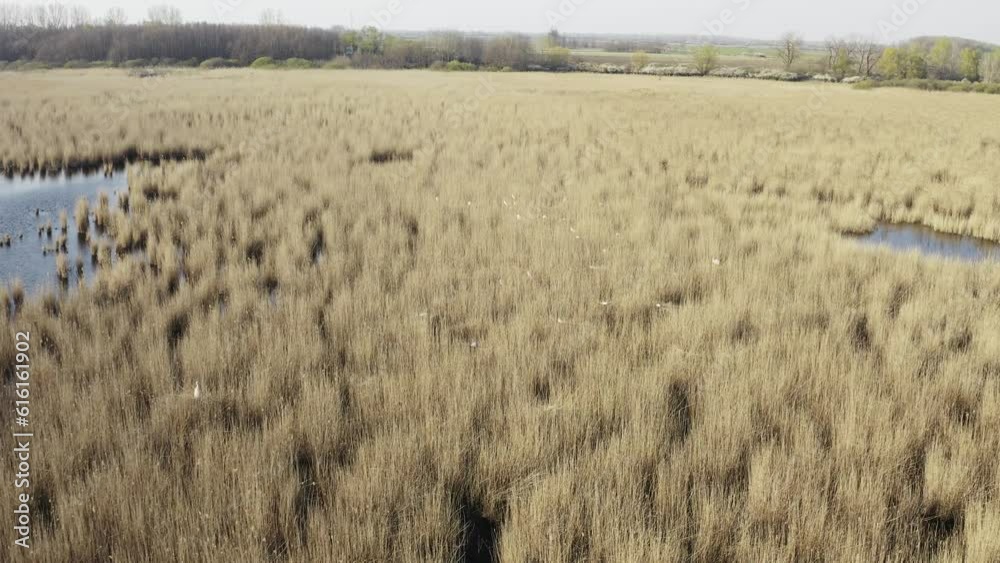 Aerial View Of Breeding Bird Colony In The Reed. Chicks In Nest. Great Egret Aerial View Of Breeding Bird Colony In The Reed. Chicks In Nest. Great Egret