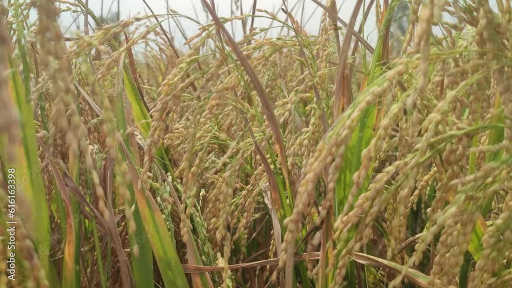 Golden rice in tree just before the cultivation. Golden rice paddy ready for harvest. Golden rice in tree just before the cultivation. Golden rice paddy ready for harvest.