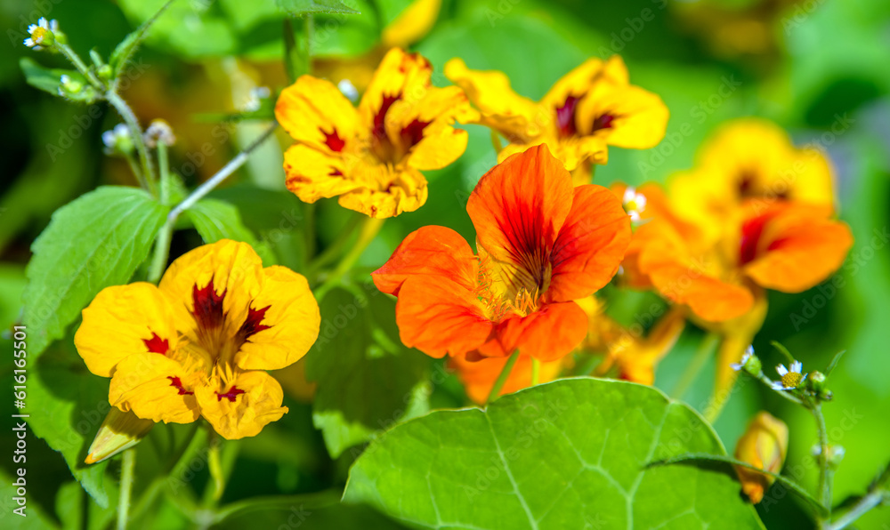 Orange nasturtiums bloom in the botanical garden
Orange nasturtiums bloom in the botanical garden