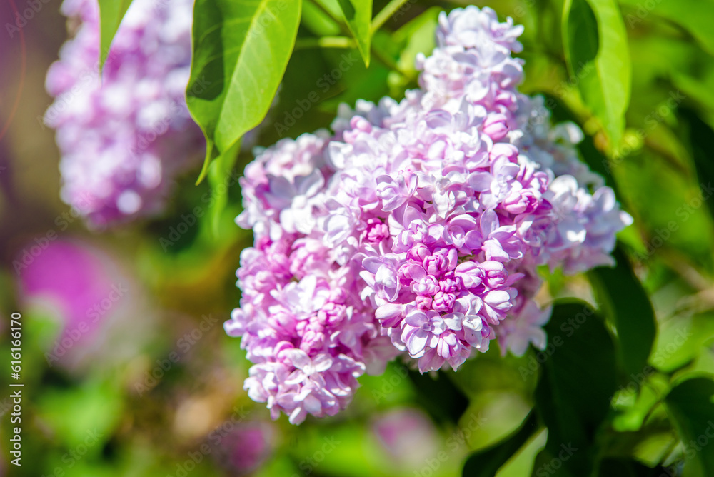 Pink lilac blooms in the Botanical garden
Pink lilac blooms in the Botanical garden