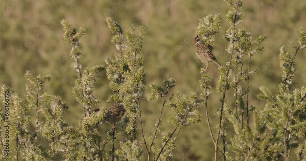 House Sparrow Passer Domesticus Large Flock Resting House Sparrow Passer Domesticus Large Flock Resting