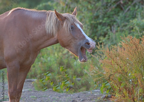 Laughing horse in a field