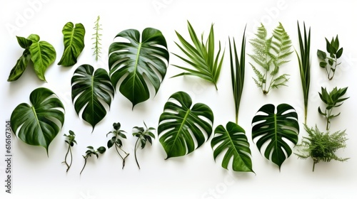 Collection of tropical leaves,foliage plant with white background, high detailed