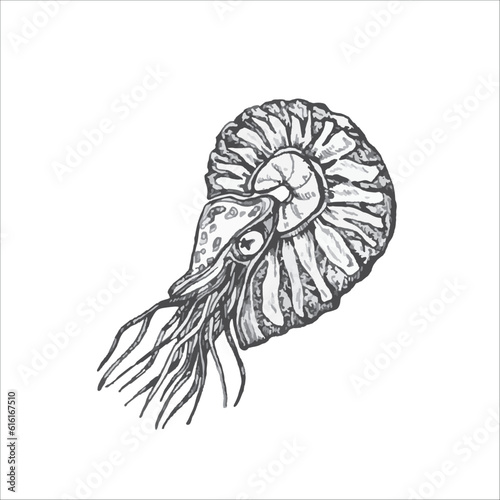 Handdrawn ammonite illustration  shrimp drawing  artwork  sushi  fish  design  sea animal