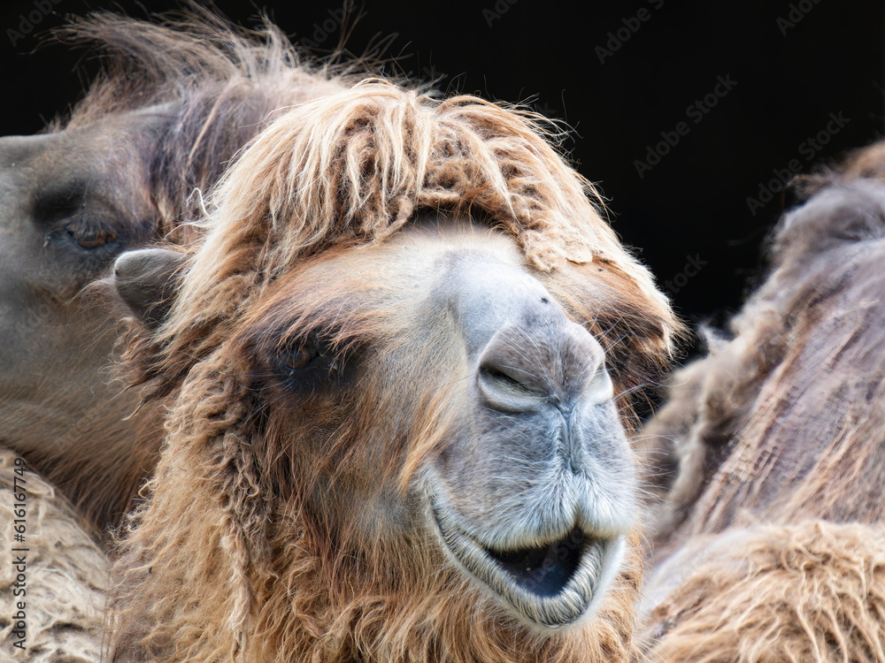 Fototapeta premium portrait of a camel
