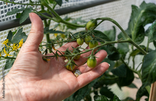 Woman gardener inspects cherry tomatoes on a cherry tomato plant.