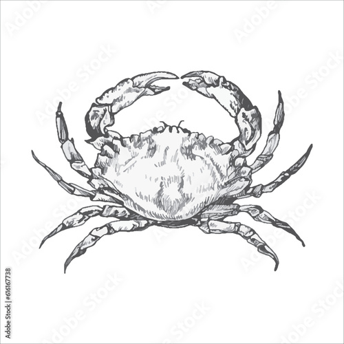 Handdrawn crab illustration, crab drawing, artwork, sushi, fish, design, sea animal