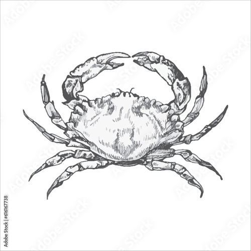 Handdrawn crab illustration  crab drawing  artwork  sushi  fish  design  sea animal