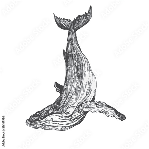 Handdrawn whale illustration, whale drawing, artwork, sushi, fish, design, sea animal, big fish