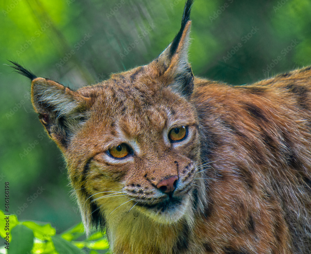 Obraz premium portrait of a lynx