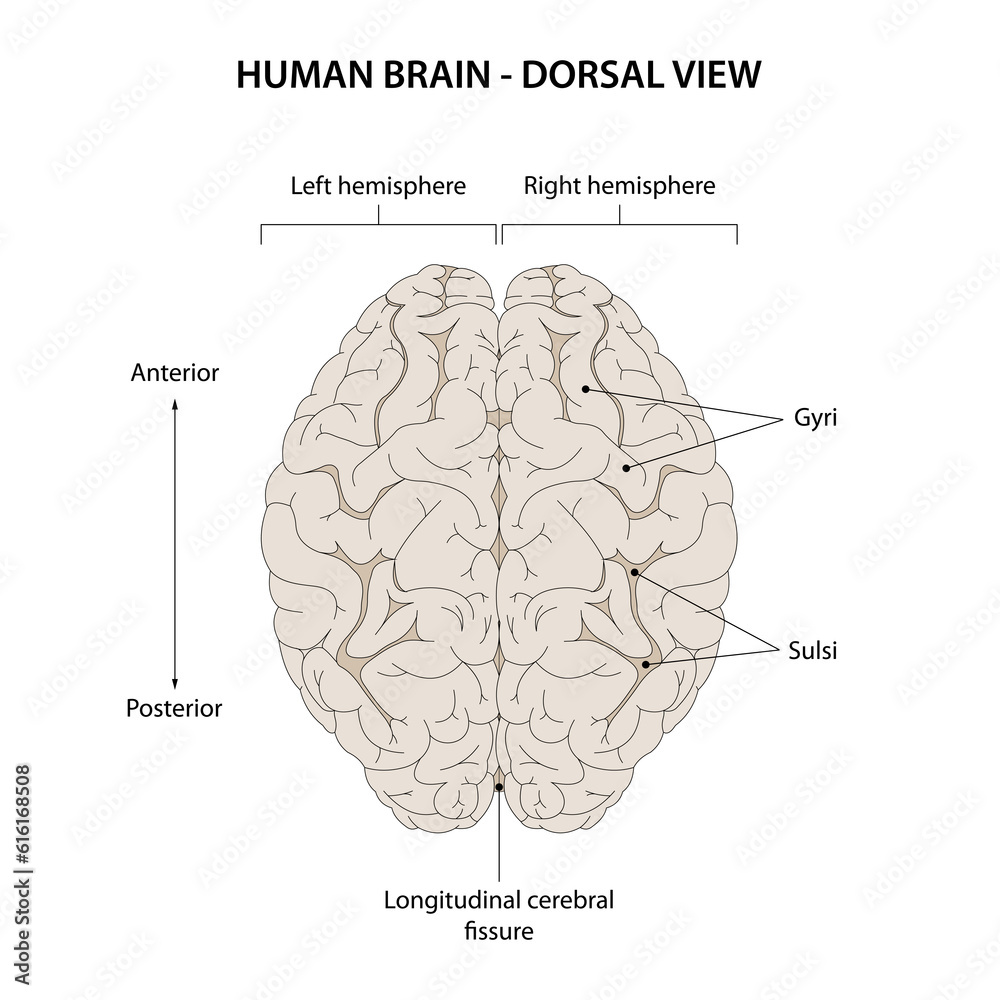 Photography Human brain. Dorsal view.