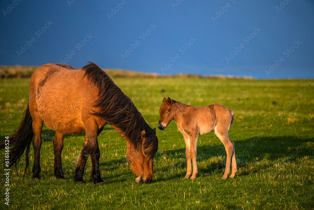 Icelandic Horses in Pastoral Icelandic Landscape Icelandic Horses in Pastoral Icelandic Landscape