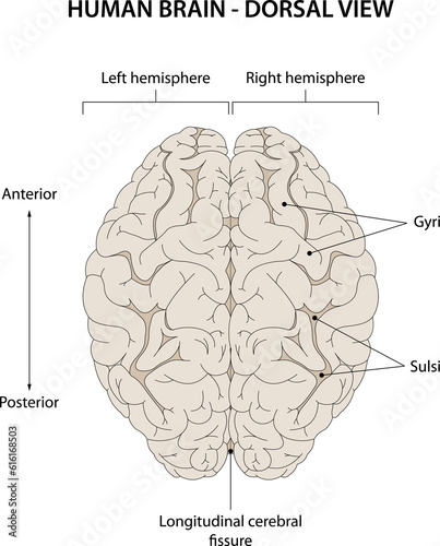 Human brain. Dorsal view.