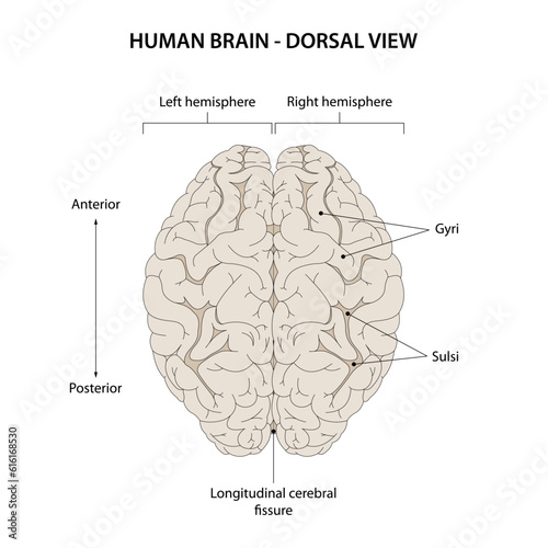 Human brain. Dorsal view.