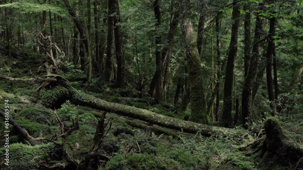 Komorebi. Sunlight passing through the leaves and illuminating a fallen tree in the forest of Aokigahara, Japan. Komorebi. Sunlight passing through the leaves and illuminating a fallen tree in the forest of Aokigahara, Japan.