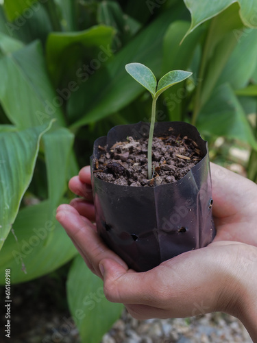 seedlings in hand for planting
