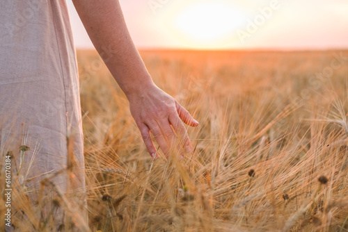 A woman's hand carefully touches ripe rye ears in a field at sunset. Rural life, atmospheric moment