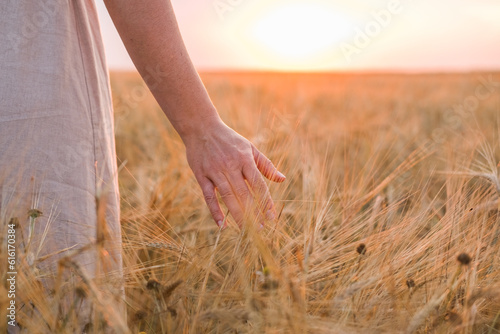Obraz na plátně A woman's hand carefully touches ripe rye ears in a field at sunset