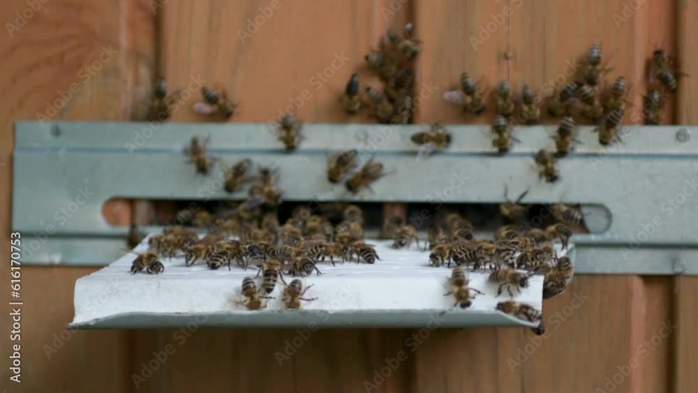 Bees swarm around the hive close up. Bees crawling in and around the hive entering slot. Bees swarm around the hive close up. Bees crawling in and around the hive entering slot.