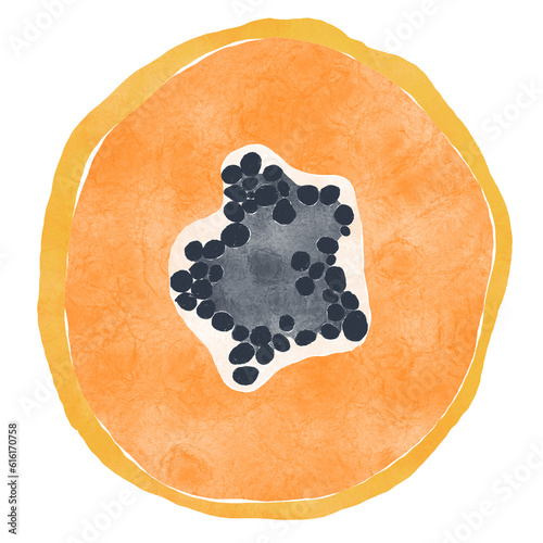 Watercolor Illustration of papaya slice isolated on white background - hand drawn tropical fruit

