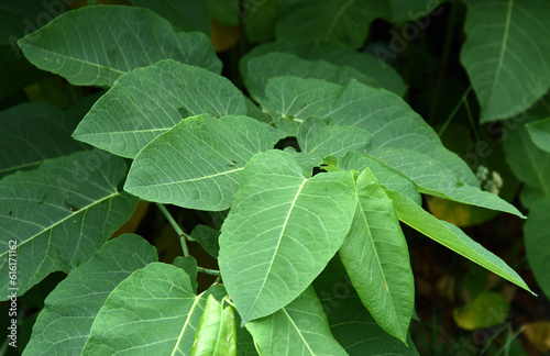 Wallpaper Mural Rdestowiec ostrokończysty - roślina inwazyjna Torontodigital.ca