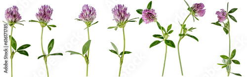 Macro photography with red clover flowers isolated on transparent background. © paulmalaianu