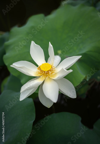 a white lotus flower with green leaves