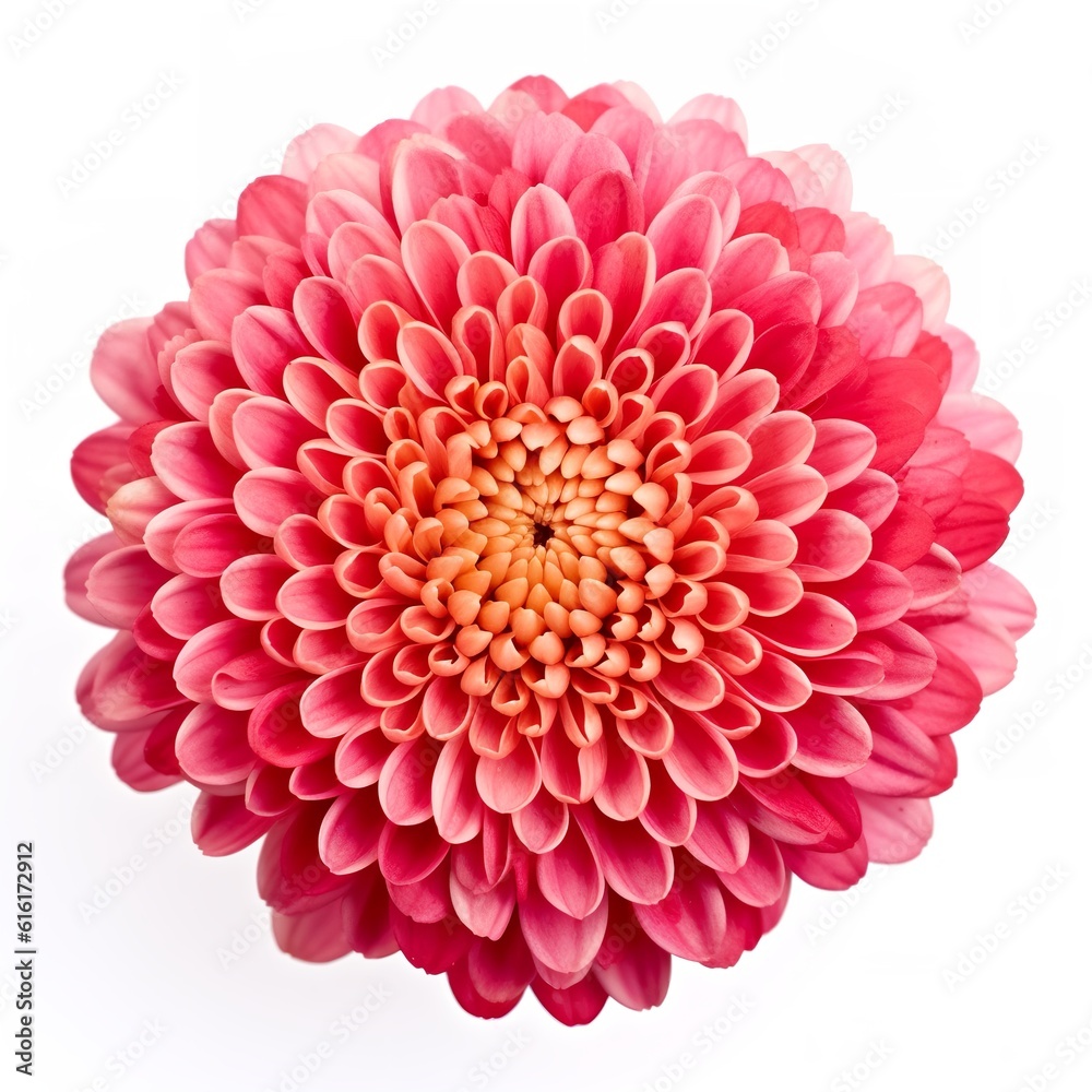 pink dahlia flower isolated on white