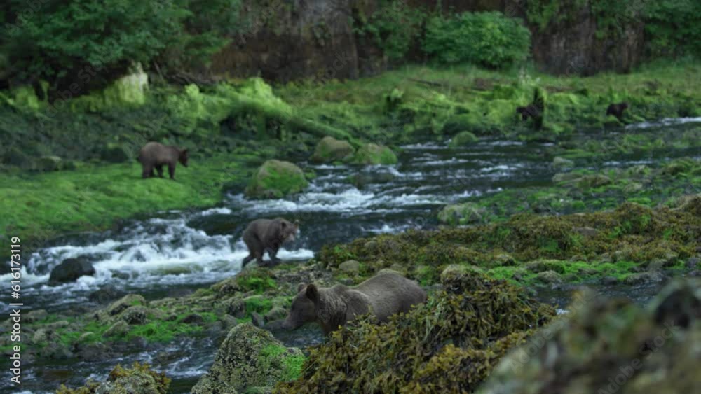 Some brown bears were walking up and down the bank of the river. Alaska's wilderness: majestic brown bears, summer rivers and salmon. Some brown bears were walking up and down the bank of the river. Alaska's wilderness: majestic brown bears, summer rivers and salmon.