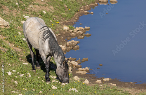 Wild Horse at a Waterhole in the Pryor Mountains Montana in Summer