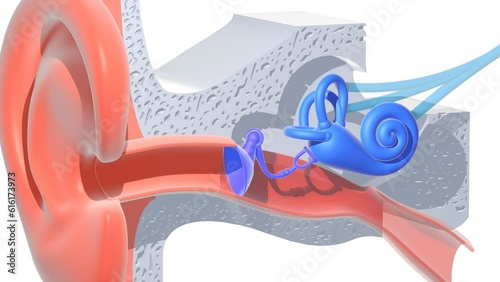 3d animation of the anatomy of the inner ear with flat colors, cut out against a blue background. Transparent graphic representation of the interior, snail, bones, eardrum and ear.