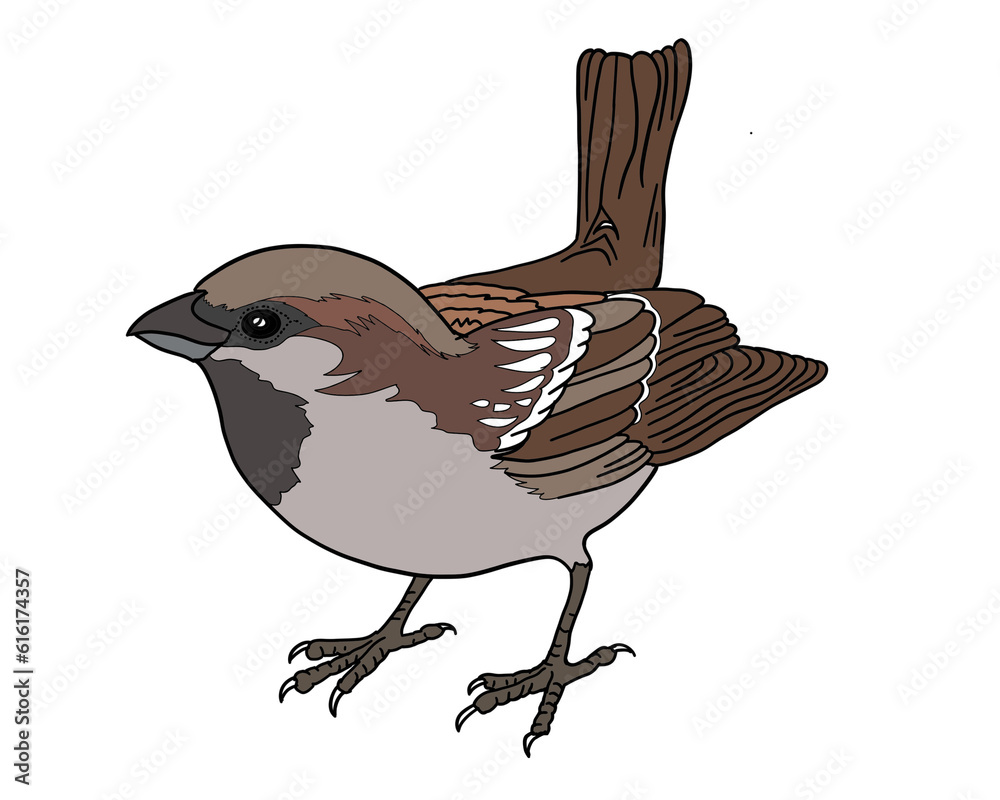 Obraz premium The house sparrow (Passer domesticus), also called pardal or chilero, They are small, active birds found in various parts of the world, especially in urban and rural areas. 