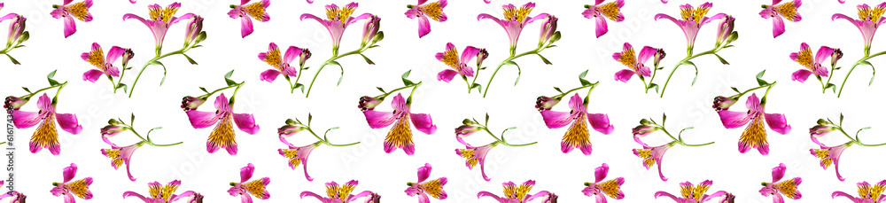 Pattern alstromeria flower isolated on white background.