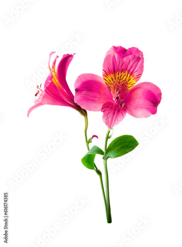 Alstroemeria flower isolated on white background.