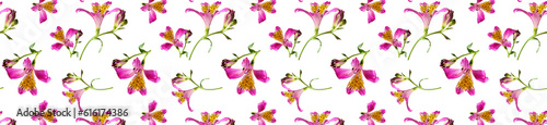 Pattern alstromeria flower isolated on white background.