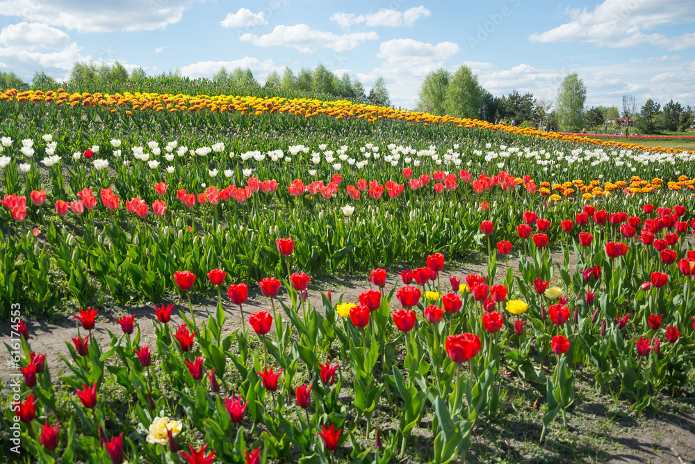 Field of colorful tulips in spring. Many red, yellow and pink tulips in the sun Field of colorful tulips in spring. Many red, yellow and pink tulips in the sun