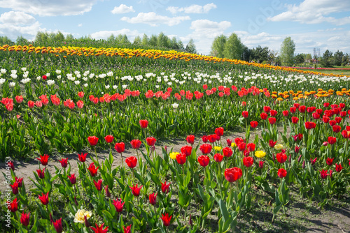 Obraz na płótnie Field of colorful tulips in spring. Many red, yellow and pink tulips in the sun w salonie